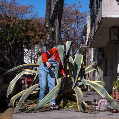 Un voluntario del Grupo de Estudio de Mosquitos (GEM) monitorea semanalmente la presencia y abundancia de Aedes aegypti en la Ciudad de Buenos Aires mediante 220 sensores de oviposición ubicados en canteros de la vía pública.