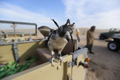 A hunting falcon wearing a hood is seen at the al-Marzoon Hunting reserve, 60 Kilometres south of Madinat Zayed,in the UAE, on February 1, 2016. / AFP / KARIM SAHIB