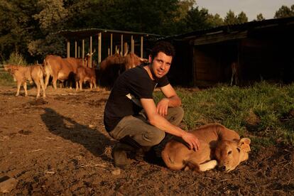 Miguel &Aacute;ngel Rat&oacute;n, en su explotaci&oacute;n de Os Garabatos (Amoeiro) con las vacas y becerros de raza Cachena que cr&iacute;a.