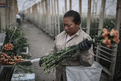 Una trabajadora prepara flores para exportación en la Aldea en Sesquilé, Cundiamarca, Colombia, en febrero de 2023