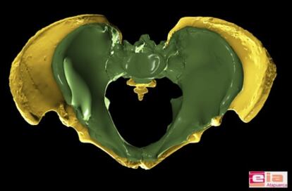 La pelvis de anciano de la Sima de los Huesos (en amarillo) es la pelvis humana más completa de todo el registro fósil mundial. Su gran tamaño comparado con la pelvis de un hombre actual (en verde), da una idea de la corpulencia que tenía este antepasado de los neandertales