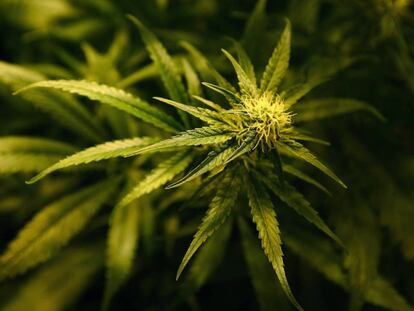 Uma planta de Cannabis.