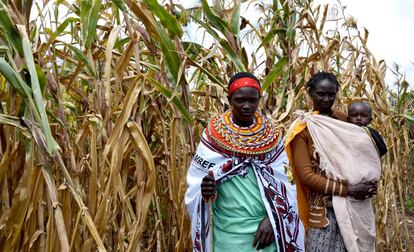 Mujeres de la cooperativa inspeccionan el campo de maíz.