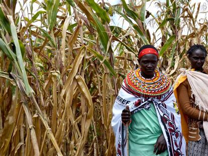Mujeres de la cooperativa inspeccionan el campo de maíz.