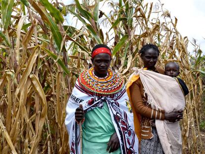 Mujeres de la cooperativa inspeccionan el campo de maíz.