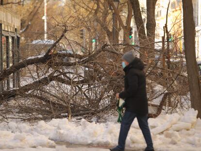 Un peatón camina al lado de un árbol caído por el peso de la nieve en el centro de Madrid, el pasado sábado.