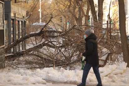 Un peatón camina al lado de un árbol caído por el peso de la nieve en el centro de Madrid, el pasado sábado.