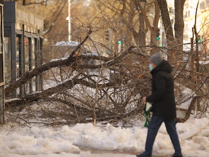 The snow storm has downed many trees in the city of Madrid.