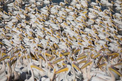 Miles de pelícanos blancos aguardan a que los alimenten granjeros de la zona en un embalse en Emek Hefer (Israel). Según fuentes oficiales, cada año unos 45.000 pelícanos hacen una parada en Israel en su camino desde Asia y Europa a África.
