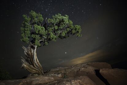 'Delphinus'. Enebro en el parque estatal
de Dead Horse Point, en Utah (Estados Unidos).