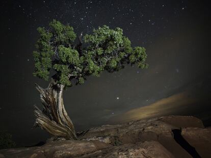 'Delphinus'. Enebro en el parque estatal
de Dead Horse Point, en Utah (Estados Unidos).