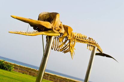 Espacio natural protegido de interés científico en Morro Jable, localidad del municipio de Pájara, Fuerteventura (Canarias). El Saladar de Jandía es el único humedal costero de sus características en España: un sector litoral de la playa del Matorral de 115,6 hectáreas que queda periódicamente inundado por la pleamar. Un hábitat propicio para comunidades de aves marinas, que hacen sus nidos al amparo de sus matorrales. Y un ecosistema muy frágil sobre el que en 1997 actuó un proyecto Life de la Unión Europea, con el objetivo de frenar su deterioro y recuperarlo. En la foto, el esqueleto de un cachalote en la Ruta de los Cetáceos.