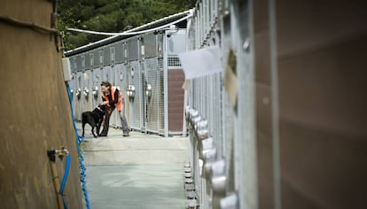 Una voluntaria saca a pasear un perro al CAAC.