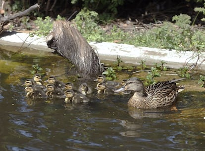 Una hembra de ánade real, 'Anas platyrhynchos', con sus once crías. Puede bucear para encontrar comida. Es la especie más común de todas entre los patos. Vive en cualquier parte del mundo, incluso ha sido introducida en los últimos años en Oceanía, donde no se encontraba.