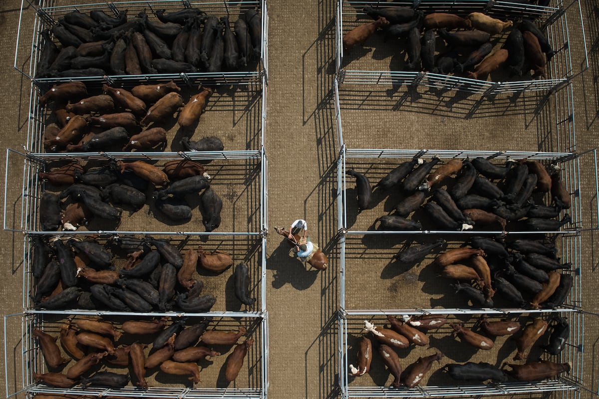 Meat is at the heart of the disputes over the EU-Mercosur agreement