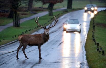 Un ciervo en una carretera de Richmond Park, en el oeste de Londres.