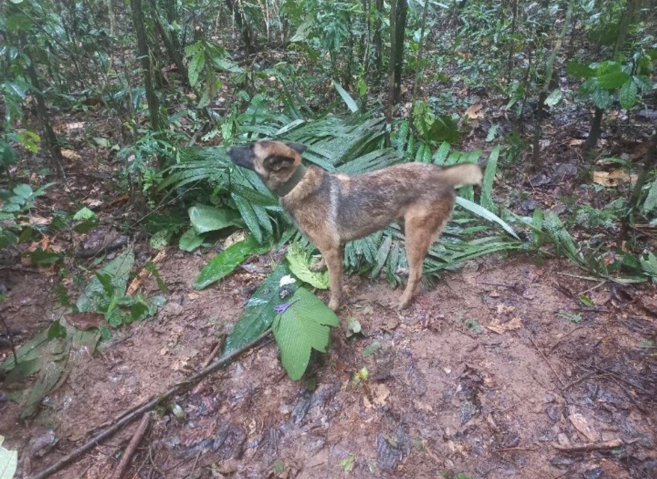 'Wilson', uno de los caninos que participó desde el comienzo en la búsqueda, se encuentra desaparecido aún.