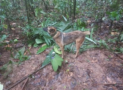 Wilson, one of the dogs who took part in the search, is still missing.