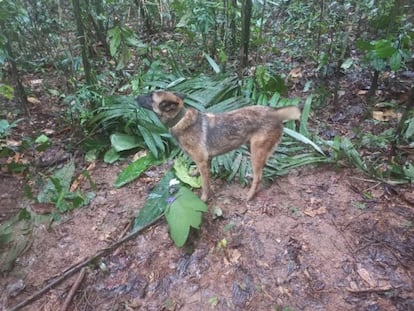 Wilson durante un operativo en busca de los menores en las selvas entre Guaviare y Caquetá.