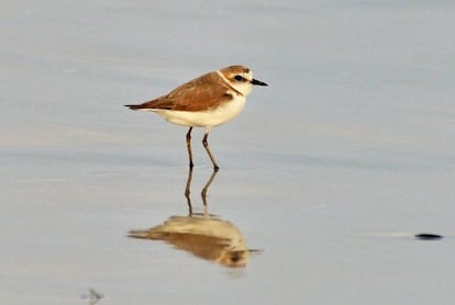 Un chorlitejo patinegro andando por el agua.