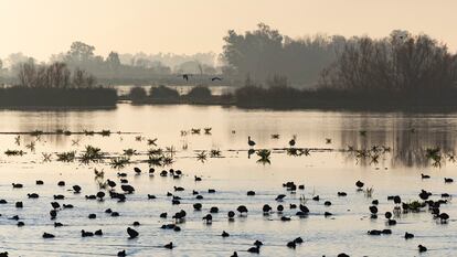 Aves en Doñana vistas desde El Rocío, en Almonte (Huelva), este jueves.