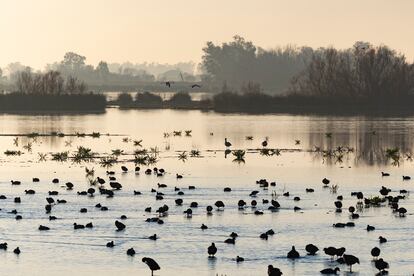 Aves en Doñana vistas desde la aldea de El Rocío, hace dos semanas.