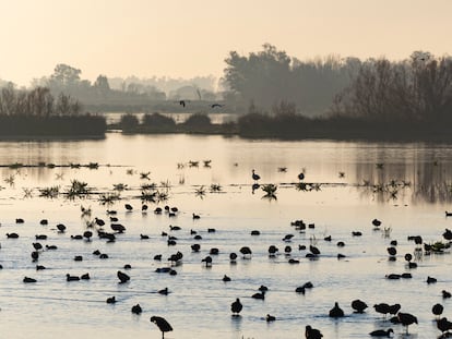 Aves en Doñana vistas desde El Rocío, en Almonte (Huelva), este jueves.