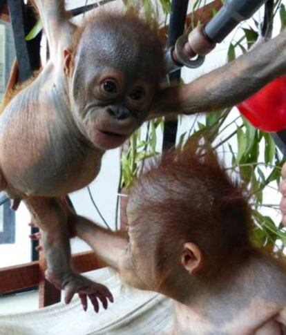 Gito jugando con otro orangután bebé