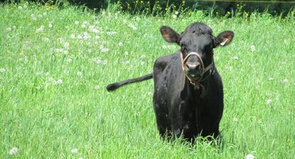 Ejemplar de vaca canadiense en una granja de Quebec