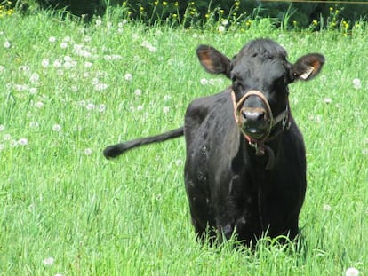 Ejemplar de vaca canadiense en una granja de Quebec