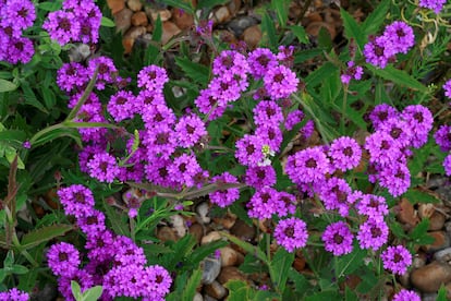 La verbena de hojas rígidas se llena de flores entre abril y noviembre.