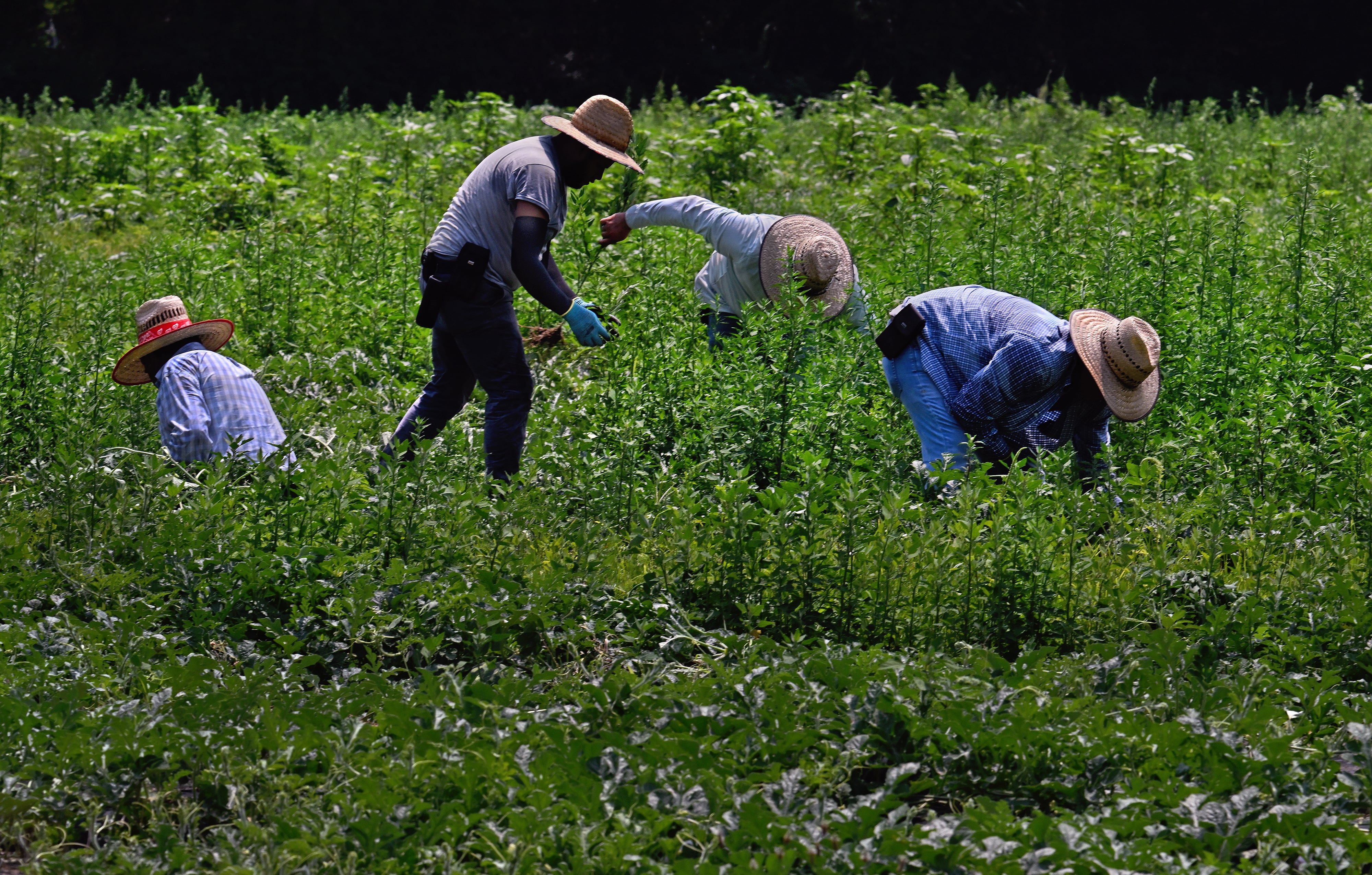 Un juez da un revés al Gobierno de Trump por imponer salarios de hambre a campesinos con visado temporal