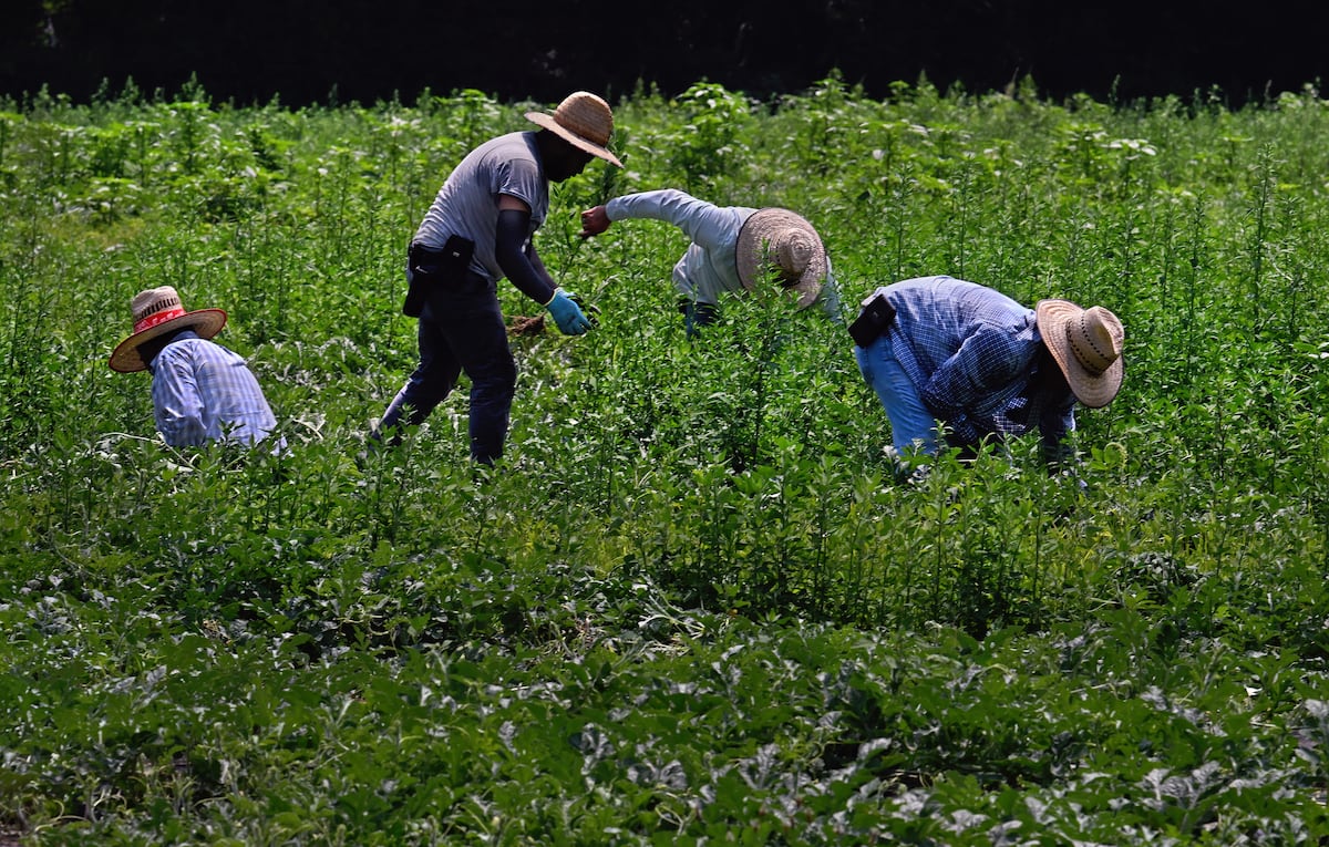 Un juez da un revés al Gobierno de Trump por imponer salarios de hambre a campesinos con visado temporal