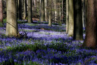 Campanillas azules forman una alfombra en Hallerbos, también conocido como 'El bosque azul', en Halle, cerca de Bruselas.