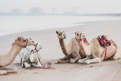 Camellos descansando sobre las playas del golfo Pérsico en el emirato Ras al-Jaima.