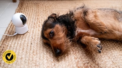 Probamos las mejores cámaras de vigilancia para mascotas. GETTY IMAGES.