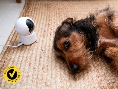 Probamos las mejores cámaras de vigilancia para mascotas. GETTY IMAGES.