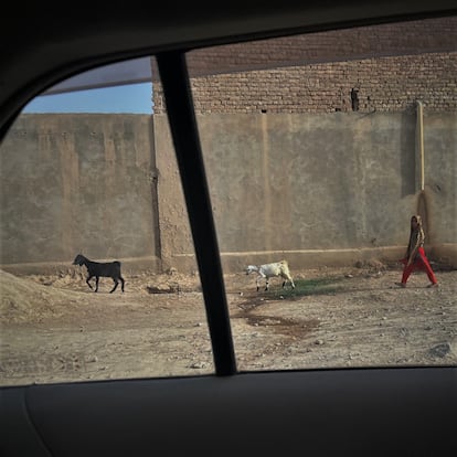 Una niña pastoreaba cabras en un pueblo a las afueras de Kandahar, al sur de Afganistán.