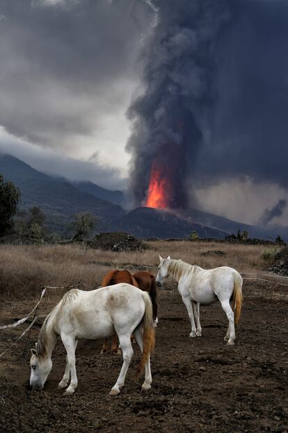 Unos caballos pastan no muy lejos del volcán Cumbrevieja, que lleva 24 días expulsando lava.