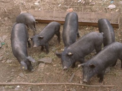 Piara de cerdos ibéricos en Aracena (Huelva).