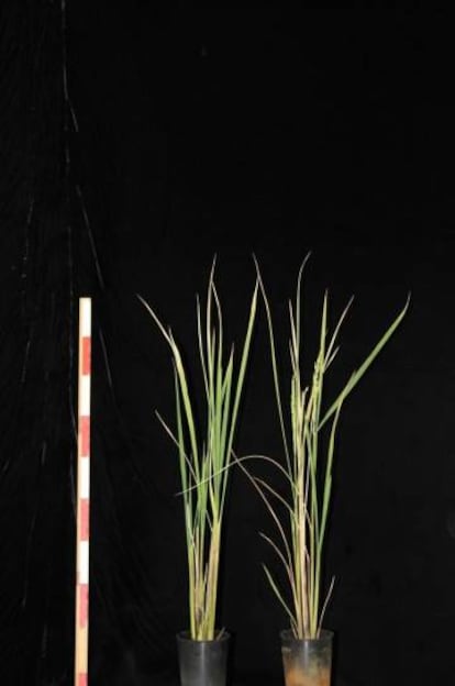 Dos plantas de la variedad transgénica. A la izquierda, una sin florecer. A la derecha, una con flores tras aplicar el agroquímico. Takeshi Izawa