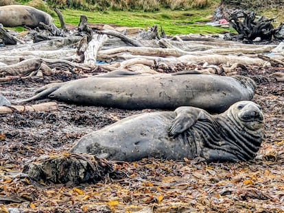 Among elephant seals, males can measure up to 16 feet (five meters); they are much larger than females.