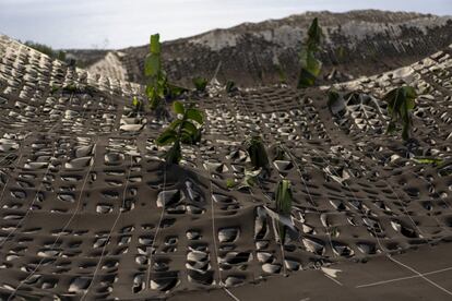 La ceniza del volcán cubre una plantación de plátanos en la isla canaria de La Palma, España.