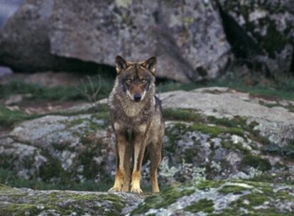 Un lobo ibérico.