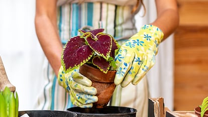 El complemento perfecto para cuidar de tus plantas o para tareas de bricolaje. GETTY IMAGES.