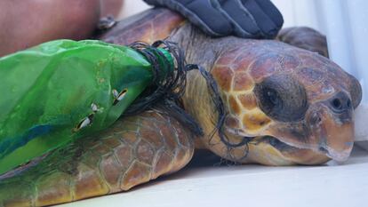 Una tortuga atrapada por las redes de pesca fantasma en Baleares.