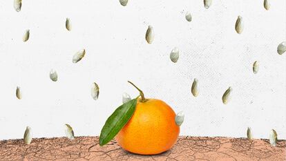 Por qué las mandarinas de hoy son más valiosas que nunca