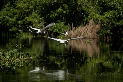 Dos garzas blancas (Egretta alba) sobrevuelan el canal en busca de camarones.