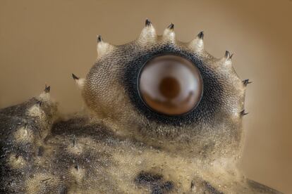 Ojo de 'Opiliones', un tipo de arácnido.