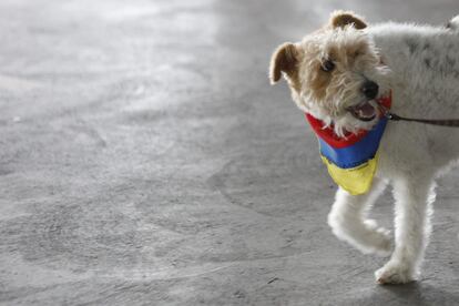 Un perro con la bandera colombiana permanece este domingo en un puesto de votación.